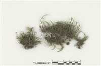 藏品(白齒苔屬)的圖片